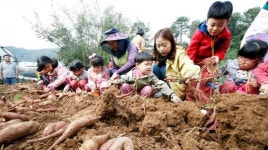 [포토]광주시 북구 매곡동, 고구마 캐기 체험 실시