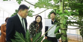 무안군, 아열대 작물 적극 육성한다