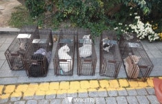 전주시, 개체 수 조절위해 길고양이 중성화수술