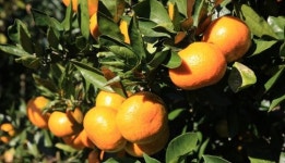 새콤달콤한 완도자연그대로 소안도 노지 감귤 4일부터 본격 출하