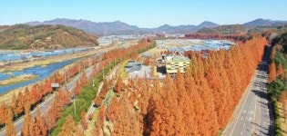 하늘에서 본 담양 메타세콰이어 가로수길 황금빛 단풍 절정