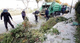 [포토]광주시 북구, 인도변 화단수목 가지치기