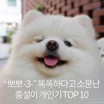 “설이야 너 정체가 뭐야..?” 똑똑하다고 소문난 강아지의 개인기 TOP10