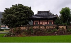 ‘공주 박약재·부여 홍산객사 은행나무’, 충남도 유형문화재·기념물로 지정