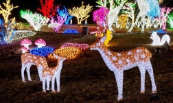 광양 느랭이골 자연리조트, 크리스마스＆연말연시 인생샷 명소