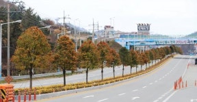 완도읍 들어서면 ‘완도호랑가시나무’ 눈길
