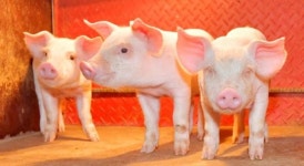 전남도, 2022년까지 깨끗한 축산농장 1천호 목표