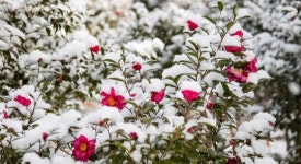 ‘신안군, 겨울꽃 피는 섬’ 사진공모전 개최