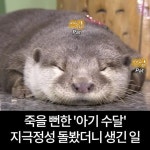 “피부가 녹을 정도로 심각..” 죽을 뻔한 아기 수달 지극정성 돌봤더니   생긴 일