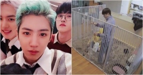 “3개월만 키운다?” 첫 방송 후 X욕 먹고 있는 고양이 프로그램