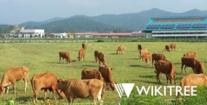 전남도, 새로운 천년을 위한 축산모델 개발 박차