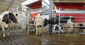 ‘일 적게 하고, 생산성은 높이는’ 로봇목장 견학프로그램 개최