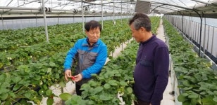 “강진딸기 많이 드시고 면역력 챙기세요”