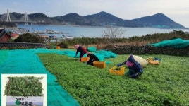 청정 농산물 ‘거문도해풍쑥’ 먹고, 코로나19 이겨내세요