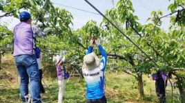 나주시, 코로나19 장기화 ~ 농번기 인력 수급 해소 안간힘