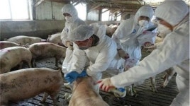 경기도, 구제역·AI 평시방역체제 전환