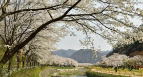 [포토]장성 백양사 벚꽃길~사진으로만 보세요