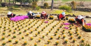 장흥 안양면, 봄향기 가득한 꽃길 조성