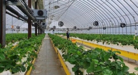 신안군, 딸기임대농장 경영실습 임차인 모집!