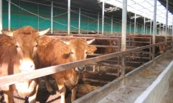 진도군, 친환경 축산물 인증비 지원