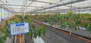 전남 영광군, 신소득 작목 ‘애플망고’ 집중 육성