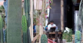 김제 휘게팜, 까페야 식물원 이야?