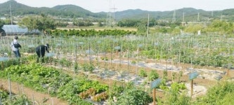 목포시, 2020 전원마을 삼향동 주말농장 2일 개장