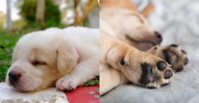 “고소한 팝콘 같은 냄새...” 댕댕이 꼬순내 부위 톱 4