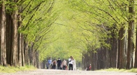 [포토]연초록 물 든 5월의 ‘담양 메타세쿼이아길’
