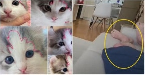 “이게 사과야?” 고양이 학대한 갑수목장, 더 심각한 논란 터졌다