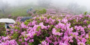 보성 일림산 철쭉길에서  우중산행 즐기는 등산객들 (사진+영상)