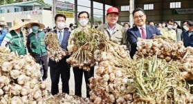 고흥마늘, 본격 수확! 첫 산지경매 시작!