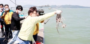 전남 보성군, 낙지 목장 사업으로 암컷 낙지 5천 마리 방류