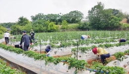 영암군 도포면, 영농철 농촌일손돕기 구슬땀