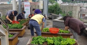 광주시 동구 지산1동, 1인가구 ‘옥상텃밭’서 이웃과 소통