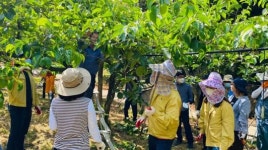 영암군 금정면, 농촌일손돕기로 구슬땀