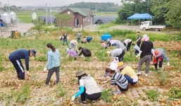 영암군 덕진면 농촌일손돕기 , 양파 수확 도와