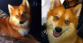 “여우가 아니라고...?” 누가봐도 여우 같은 아이의 정체