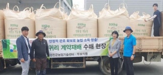 고소한 강진산 쌀귀리 소비자의 밥상으로!