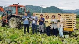 화순 사평면 소득 작목, 단호박 ‘첫 수확’ 시작