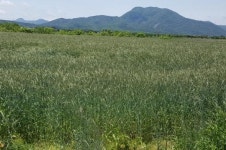 전남도농업기술원, 미래 사료작물‘트리티케일’종자생산 지원!