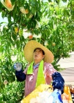 최영조 경산시장, 민선7기 취임 2주년 맞아 복숭아 선별작업 구슬땀