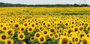 해남군 마산면 간척지 농장, 해바라기꽃 만개 ~관광객 유혹