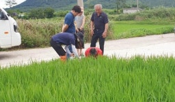 강진군, 27일부터 벼 병해충 기본방제기간 운영