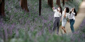 [포토]광주시 북구, 천지인 문화소통길 맥문동 지역민 사랑듬뿍