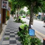 광주시 서구, 생활형 공공일자리 가로수 정비 나서