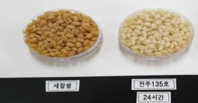 검은 보리밥 옛말, 하얀 보리밥 짓는 ‘백수정찰’ 개발