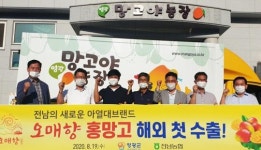 전남농협, 아열대브랜드 오매향 홍망고 해외 첫 수출
