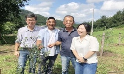 전남도, ‘친환경 올리브’ 재배기술 개발