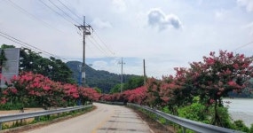 부안 보안면, 특별한 분홍빛 드라이브 코스 배롱나무 꽃길 만개